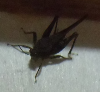 画像あり この虫の名前はなんですか 最近よく部屋に黒く 足がバ Yahoo 知恵袋