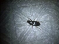 この虫の名前はなんですか 触ろうとするとピョンピョン跳ねます Yahoo 知恵袋