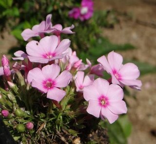 花の名前教えて下さい ピンクの5 6枚の花びら綺麗です 写真を添 Yahoo 知恵袋