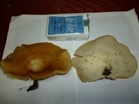 このキノコの名前は 標高９３０ｍナラの木の倒木に生えていました ヒダはあ Yahoo 知恵袋