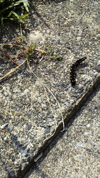 Joydboyで麦わら帽子の意味てありますか 調べましたがでてこず Yahoo 知恵袋