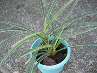 この観葉植物の正式名称は何か教えて下さい 今年の春 頂いた寄 Yahoo 知恵袋