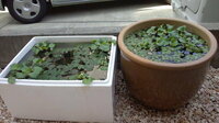 屋外でタナゴを飼育しています 越冬させる為 水槽に発泡スチロールを貼り付 Yahoo 知恵袋