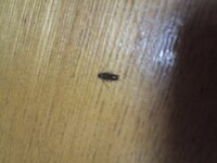 この虫は何ですか 小さい黒い虫昨日から自分の部屋に画像の虫が出るよう になりまし 教えて 住まいの先生 Yahoo 不動産