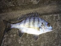 これは何と言う魚ですか 標準和名クロダイです チヌとよばれ Yahoo 知恵袋