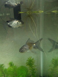 金魚は タニシを食べてしまいますか もともと水槽に入って Yahoo 知恵袋