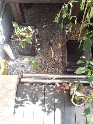 隣の家から竹の根が侵入して困っています 以前竹の根が侵入で質問してア Yahoo 知恵袋