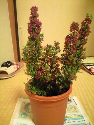 エリカ科の植物について 花が終わり枯れて茶色くなった花はどうやって捕ります Yahoo 知恵袋