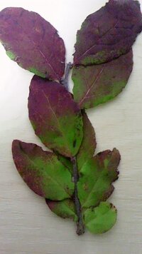 梅は何科の植物ですか 梅はバラ科の植物です バラ科のサ Yahoo 知恵袋