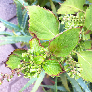 シソの実 花 蕾 の調理しかたについておしえてください 夏にシソをうえたら Yahoo 知恵袋