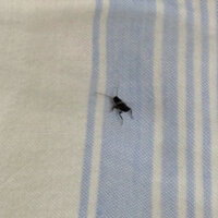 黒い小さな虫について こんにちは 最近よく見る小さな虫の名前が知りたいです Yahoo 知恵袋