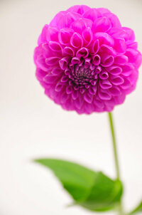 冬の花で花言葉が感謝などの花はありますか 冬でなければ感謝などが花 Yahoo 知恵袋