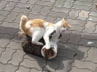 野良猫同士のケンカの一番の原因は何ですか おはようございます 猫同士 Yahoo 知恵袋