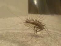 アメリカ 家 ムカデ