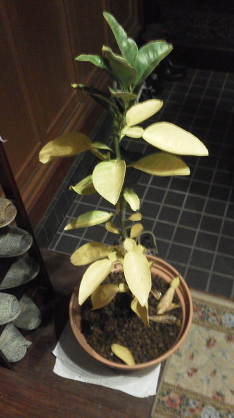 家で育成中の獅子柚子（ししゆず）についての質問です！10号程の鉢