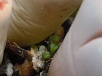 リトープスの植替えについて 多肉植物歴約１年です 混合リトープスの鉢 Yahoo 知恵袋