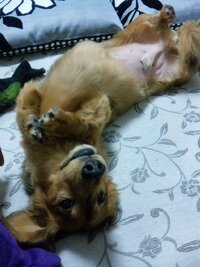 仰向けクネクネ うちのダックスは一日二回ほど 画像のようにフガフガ言いなが Yahoo 知恵袋