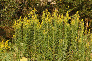 福島 楢葉町で セイタカアワダチソウ 大繁殖 農業再開弊害に Ht Yahoo 知恵袋