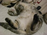 飼い猫を殺してしまいました うちには2歳になる成猫がいます おとといの事です Yahoo 知恵袋