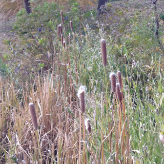 この植物はなんですか ウインナーみたいです ガマ 蒲 の穂で Yahoo 知恵袋