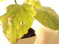 ウンベラータの元気がありません 秋ごろ購入し植え替えはしてません Yahoo 知恵袋