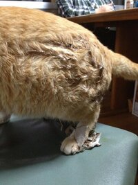 飼い猫が外でネズミ捕り のベタベタを付けて帰ってきました Yahoo 知恵袋