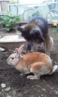 うさぎと遊んだあと うさちゃんが鼻息荒くハァハァなって 横にバタン と倒れる Yahoo 知恵袋