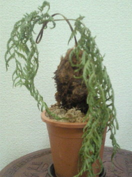 植物についての質問です。キンモウコ(別名はタカワラビや