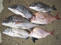 釣り歴3ヶ月の初心者です チャリコ という魚についてお聞きし Yahoo 知恵袋