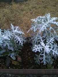 この植物の名前ですが 雪の結晶の様な葉を持つこの植物の名 Yahoo 知恵袋