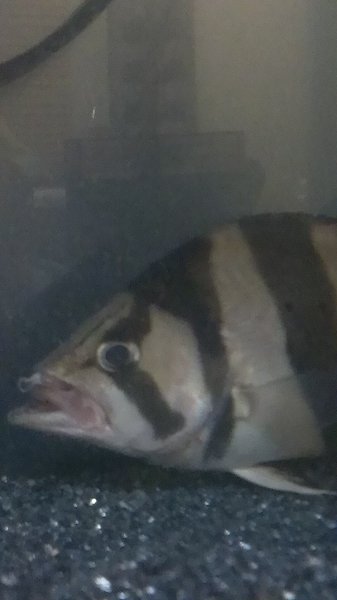 大至急！ダトニオが死にかけてます！ - 25センチ前後のダトニオが 