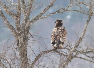 野鳥２０１３年１月北海道 道南 八雲ユウラップ川で撮影オオワシオジロワシを撮 Yahoo 知恵袋