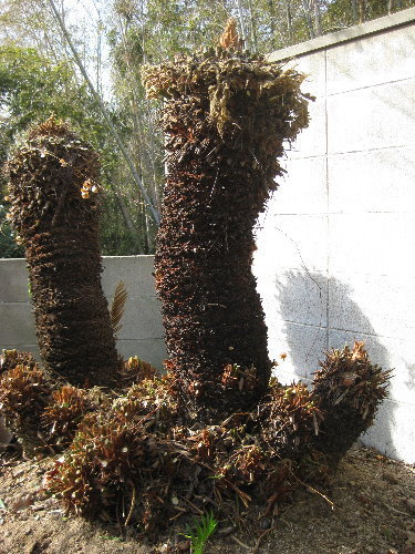 ソテツ　胴切り　発根管理株 ソテツ 胴切り 発根管理株 ソテツの育て方と株分け】植え替えや剪定の