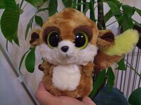 この画像の動物の名前教えてください 動物にお詳しい方 この動 Yahoo 知恵袋