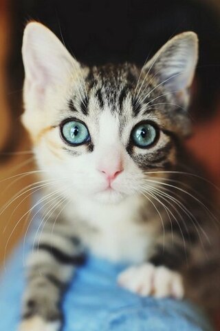 ブルーの目が多い猫の種類って何ですか 子猫の時はほとんどの猫がグレーっぽい青 Yahoo 知恵袋