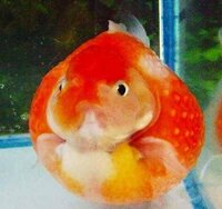 金魚なんですが 顔付近が1部赤くなっています 病気でしょうか 塩浴かグリーン Yahoo 知恵袋