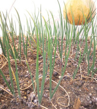 昨年 定植が間に合わなかった タマネギ苗 昨年この欄で 2月定植でも Yahoo 知恵袋