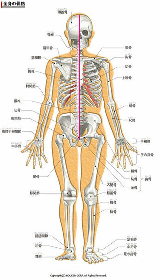 Gooヘルスケアというサイトで見つけた人体骨格図の画像なんですが Yahoo 知恵袋