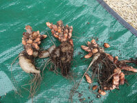 水仙の球根の掘り上げについて 庭に大量の水仙が植えてあり Yahoo 知恵袋