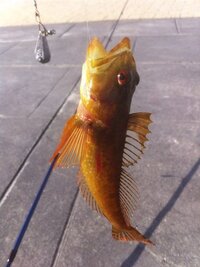 シラサエビの調理法は 主人が昨日釣りに行き シラサエビ Yahoo 知恵袋