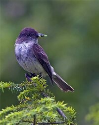 この紫色の鳥の名前を教えて下さい ヒタキ系の野鳥です その中でもエゾビ Yahoo 知恵袋