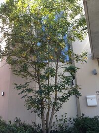 シマトネリコの葉が黄色くなっています 栄養不足でしょうか 方位は北側で Yahoo 知恵袋