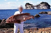 カサゴって高級魚 関西では カサゴ ガシラ メジナ グレ 磯に渡船でわた Yahoo 知恵袋