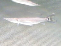 ブラントノーズガーについてブラントノーズガーの幼魚6センチほどが2匹いるので Yahoo 知恵袋