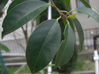 木に関しての質問です家に神棚が有り榊を買って供えています そこで偶 Yahoo 知恵袋