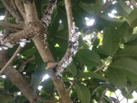 キンモクセイに変なフワフワ むしの卵 がついてていました Yahoo 知恵袋