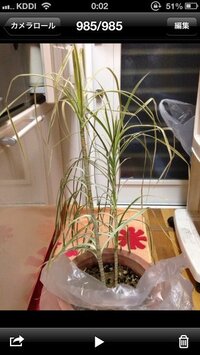 室内に置く観葉植物の土について教えてください ダイソーやセリアな Yahoo 知恵袋