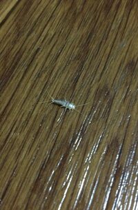 引っ越しをした新しい家 築15年くらいの6階建てマンションの5階 に白い小さ Yahoo 知恵袋