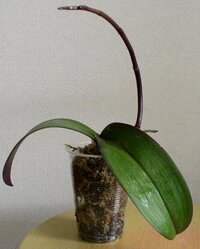 胡蝶蘭ですが 花茎の途中から枝分かれして小さい花茎が伸びてきてます こ Yahoo 知恵袋