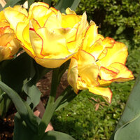 チューリップ咲き方が双子これは珍しいことですか ふたつにわかれて2 Yahoo 知恵袋